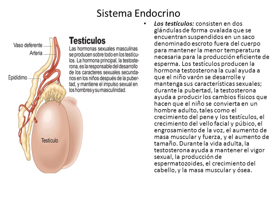 Los más pequeños miembros de los hombres